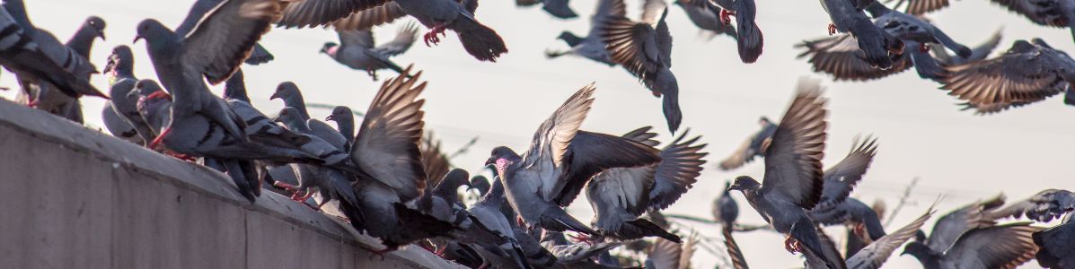 Controle de Aves Profissional