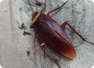 Dedetização contra baratas