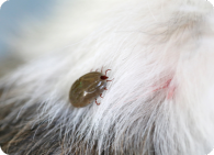 Eliminação de pulgas e carrapatos