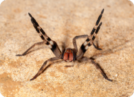 Eliminação de aranhas venenosas e domésticas