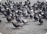 Controle e afastamento de pombos