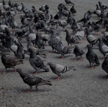 Controle de aves urbanas