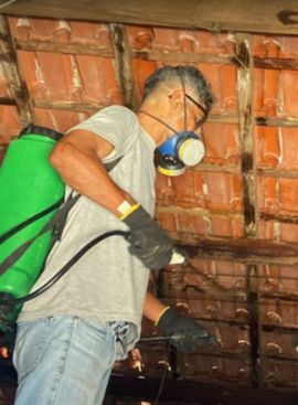 Desinsetização realizada pela Dedetizadora em Litoral
